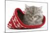 Maine Coon Kitten Asleep in a Christmas Hat-Mark Taylor-Mounted Photographic Print