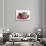 Maine Coon Kitten Asleep in a Christmas Hat-Mark Taylor-Stretched Canvas displayed on a wall