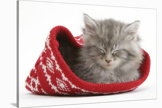 Maine Coon Kitten Asleep in a Christmas Hat-Mark Taylor-Stretched Canvas