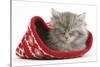 Maine Coon Kitten Asleep in a Christmas Hat-Mark Taylor-Stretched Canvas