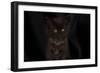 Maine coon kitten, black, cute and fluffy, on black background-Sue Demetriou-Framed Photographic Print