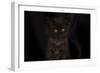 Maine coon kitten, black, cute and fluffy, on black background-Sue Demetriou-Framed Photographic Print