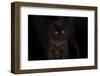 Maine coon kitten, black, cute and fluffy, on black background-Sue Demetriou-Framed Photographic Print