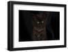 Maine coon kitten, black, cute and fluffy, on black background-Sue Demetriou-Framed Photographic Print