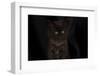 Maine coon kitten, black, cute and fluffy, on black background-Sue Demetriou-Framed Photographic Print