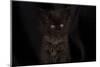 Maine coon kitten, black, cute and fluffy, on black background-Sue Demetriou-Mounted Photographic Print