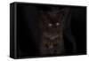 Maine coon kitten, black, cute and fluffy, on black background-Sue Demetriou-Framed Stretched Canvas