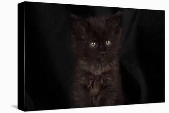 Maine coon kitten, black, cute and fluffy, on black background-Sue Demetriou-Stretched Canvas