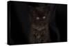 Maine coon kitten, black, cute and fluffy, on black background-Sue Demetriou-Stretched Canvas