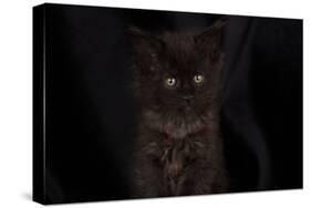 Maine coon kitten, black, cute and fluffy, on black background-Sue Demetriou-Stretched Canvas