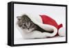Maine Coon Kitten, Goliath, in a Father Christmas Hat-Mark Taylor-Framed Stretched Canvas