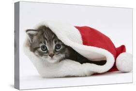 Maine Coon Kitten, Goliath, in a Father Christmas Hat-Mark Taylor-Stretched Canvas