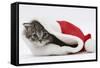 Maine Coon Kitten, Goliath, in a Father Christmas Hat-Mark Taylor-Framed Stretched Canvas