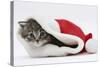 Maine Coon Kitten, Goliath, in a Father Christmas Hat-Mark Taylor-Stretched Canvas