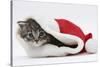 Maine Coon Kitten, Goliath, in a Father Christmas Hat-Mark Taylor-Stretched Canvas