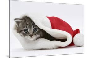 Maine Coon Kitten, Goliath, in a Father Christmas Hat-Mark Taylor-Stretched Canvas