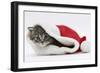 Maine Coon Kitten, Goliath, in a Father Christmas Hat-Mark Taylor-Framed Photographic Print