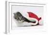 Maine Coon Kitten, Goliath, in a Father Christmas Hat-Mark Taylor-Framed Photographic Print