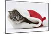 Maine Coon Kitten, Goliath, in a Father Christmas Hat-Mark Taylor-Mounted Photographic Print