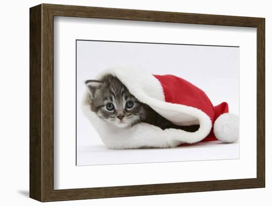 Maine Coon Kitten, Goliath, in a Father Christmas Hat-Mark Taylor-Framed Photographic Print