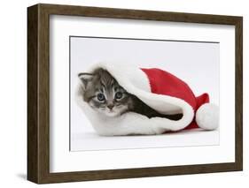 Maine Coon Kitten, Goliath, in a Father Christmas Hat-Mark Taylor-Framed Photographic Print