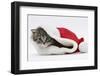 Maine Coon Kitten, Goliath, in a Father Christmas Hat-Mark Taylor-Framed Photographic Print