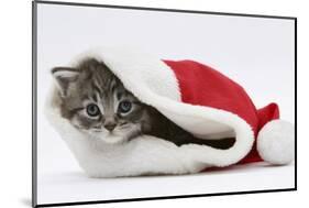 Maine Coon Kitten, Goliath, in a Father Christmas Hat-Mark Taylor-Mounted Photographic Print