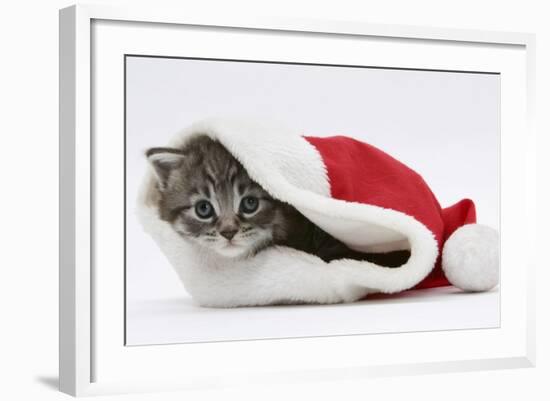 Maine Coon Kitten, Goliath, in a Father Christmas Hat-Mark Taylor-Framed Photographic Print