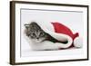 Maine Coon Kitten, Goliath, in a Father Christmas Hat-Mark Taylor-Framed Photographic Print