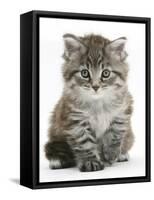 Maine Coon Kitten, Goliath-Mark Taylor-Framed Stretched Canvas