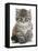 Maine Coon Kitten, Goliath-Mark Taylor-Framed Stretched Canvas