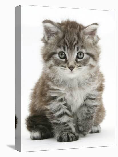 Maine Coon Kitten, Goliath-Mark Taylor-Stretched Canvas