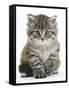 Maine Coon Kitten, Goliath-Mark Taylor-Framed Stretched Canvas