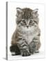 Maine Coon Kitten, Goliath-Mark Taylor-Stretched Canvas