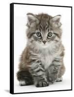 Maine Coon Kitten, Goliath-Mark Taylor-Framed Stretched Canvas