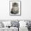 Maine Coon Kitten, Goliath-Mark Taylor-Framed Stretched Canvas displayed on a wall