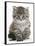 Maine Coon Kitten, Goliath-Mark Taylor-Framed Stretched Canvas