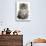 Maine Coon Kitten, Goliath-Mark Taylor-Stretched Canvas displayed on a wall