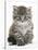 Maine Coon Kitten, Goliath-Mark Taylor-Stretched Canvas