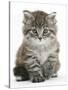 Maine Coon Kitten, Goliath-Mark Taylor-Stretched Canvas
