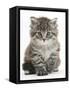 Maine Coon Kitten, Goliath-Mark Taylor-Framed Stretched Canvas