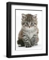 Maine Coon Kitten, Goliath-Mark Taylor-Framed Premium Photographic Print