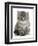 Maine Coon Kitten, Goliath-Mark Taylor-Framed Premium Photographic Print