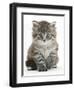 Maine Coon Kitten, Goliath-Mark Taylor-Framed Premium Photographic Print