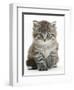 Maine Coon Kitten, Goliath-Mark Taylor-Framed Premium Photographic Print