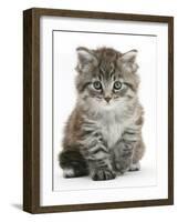 Maine Coon Kitten, Goliath-Mark Taylor-Framed Photographic Print