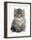 Maine Coon Kitten, Goliath-Mark Taylor-Framed Photographic Print