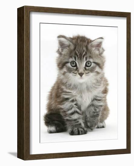 Maine Coon Kitten, Goliath-Mark Taylor-Framed Photographic Print