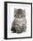 Maine Coon Kitten, Goliath-Mark Taylor-Framed Photographic Print