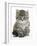 Maine Coon Kitten, Goliath-Mark Taylor-Framed Photographic Print